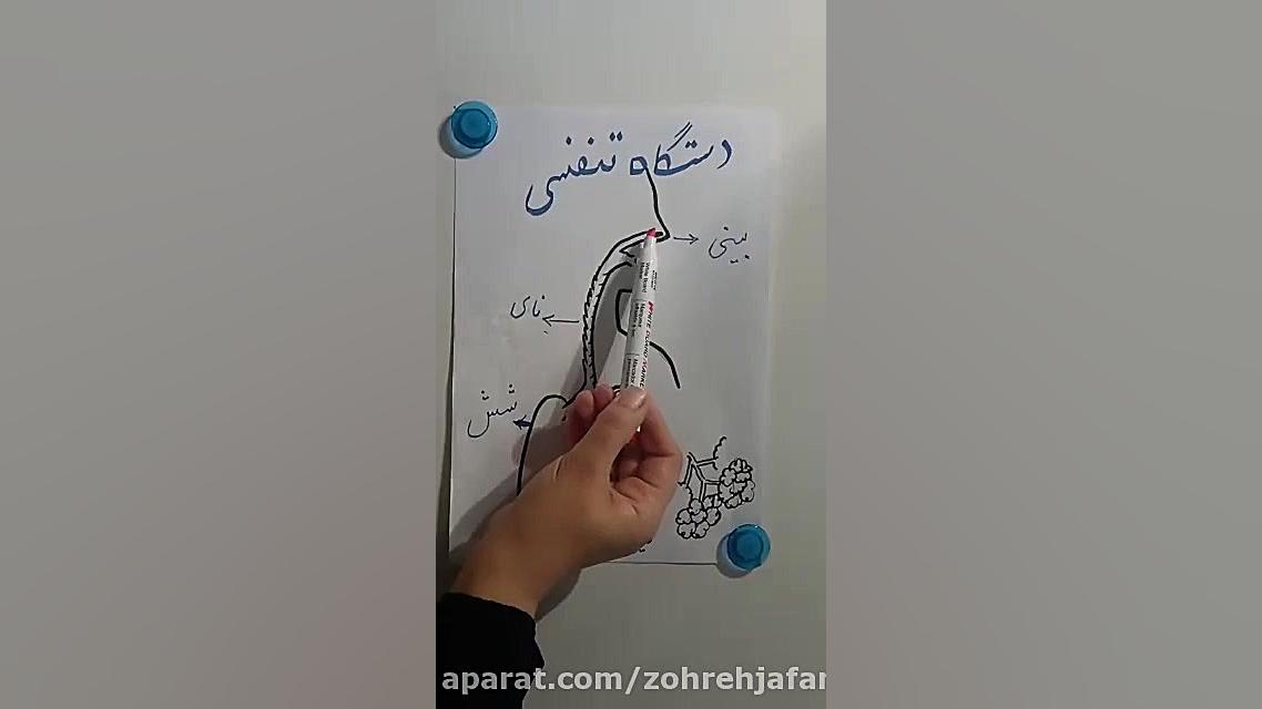 تدریس دستگاه تنفسی انسان ترمیم سوختگی