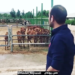 حسن ریوندی - شاخ بازی در گاوداری