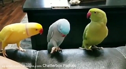 جواد خواجوی، ضربه خورده