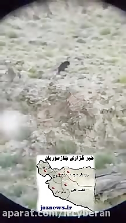 مشاهده خرس سیاه آسیایی در منطق...