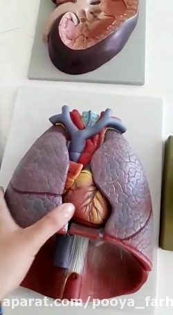 آموزش علوم پایه چهارم