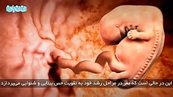 هفته هشتم بارداری