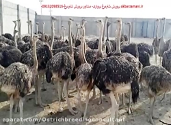 مشاوره تخصصی پرورش شترمرغ دکتر...