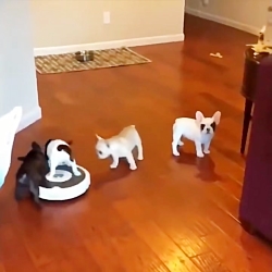 بچه حیوانات سوپر بامزه و خنده...