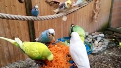 غذا دادن به مرغ عشق ها