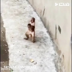 جواد خواجوی  میمون دایی