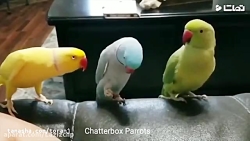 جواد خواجوی  صد در صد عصبیه