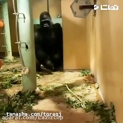 جواد خواجوی  وقتی جیش داری دست...