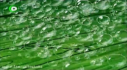 کارتون باب اسفنجی باب اسفنجی