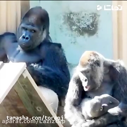 جواد خواجوی  به فکر&zwnj; معیش...