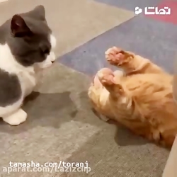 جواد خواجوی - زندگی همین چند ث...