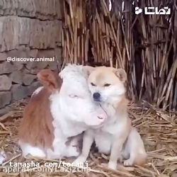 جواد خواجوی - منم هاپ هاپ نمی...