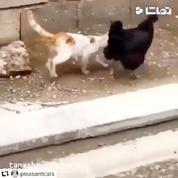 جواد خواجوی  رفتن پشت دیوار شی...