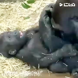 جواد خواجوی  کودکان خود و دیگر...