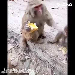 جواد خواجوی - نکو بچه جان