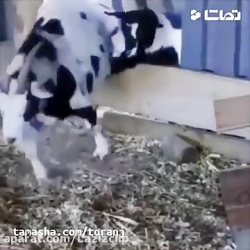 جواد خواجوی - بچه های این دوره...