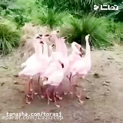 جواد خواجوی - بیچاره عروس اعظم...