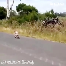 جواد خواجوی - کرای نوموکونه