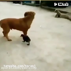 جواد خواجوی - بچه ی کنجکاو