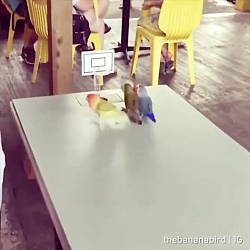 بستکبال بازی کردن طوطی ها !!!