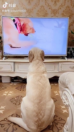 سگ در حال، تماشای، تلویزیون