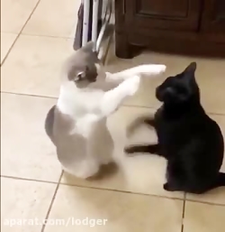 عاقبت قرنطینه و موندن تو خونه...