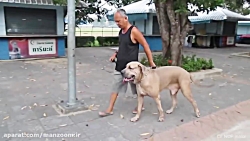 کلیپ خنده دار از گربه های مادر...