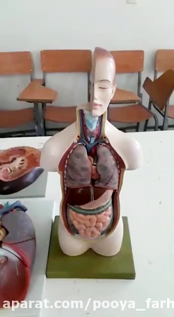 تدریس علوم چهارم دبستان