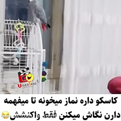 پاره میشی از خنده