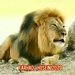 تو پلنگ منی (صدا گزاری خنده دا...