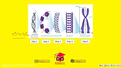 تقسیم یاخته  گفتار 1