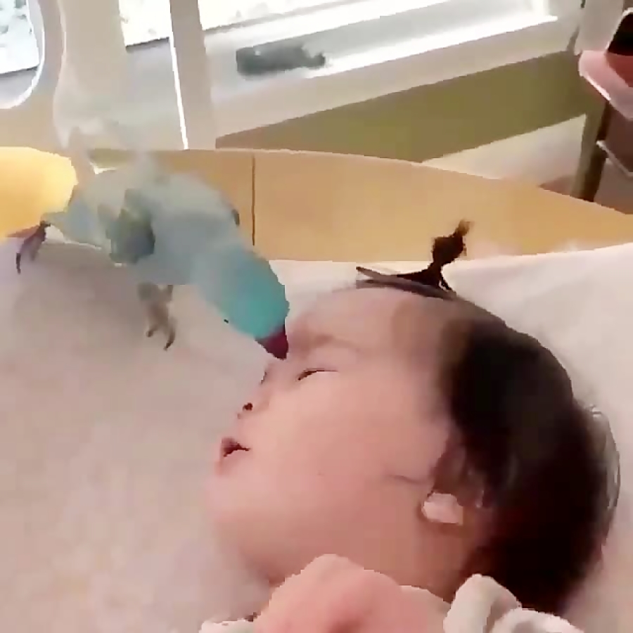 بازی کردن جذاب کودک و طوطی