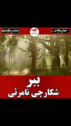 ببر شکارچی نامرئی