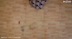 ماهی  فیلم کوتاه