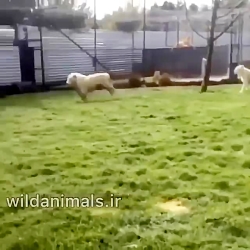 نبرد وحشت ناک شیر وببر