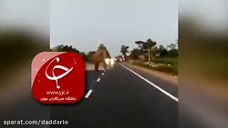 جان سالم بدر بردن موتورسوار کم...