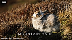 تهیه مستند از خرگوش های کوهستا...