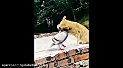کلیپ خنده دار کبوتر و گربه