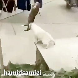 كليپ خنده دار از سگ و گربه