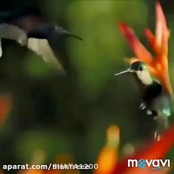 کلیپ شکست کرونا. کلیپ زیبا. با...