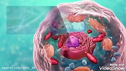 انواع سلول(علوم هفتم)