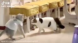 جواد خواجوی اهه ترسیدوم