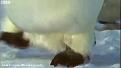 برترین و قوی ترین حیوانات برفی