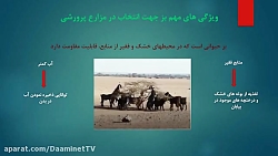 تغذیه عملی بز در مزارع بزرگ