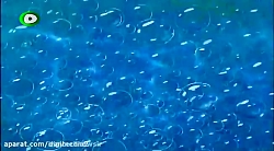 کارتون باب اسفنجی جدید قسمت ۱۲...