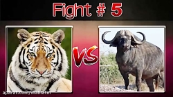 مبارزه بین حیوانات | حیات وحش