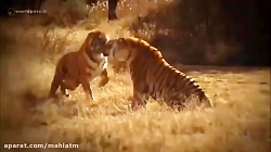 گلچینی از صحنه های مبارزه و شک...