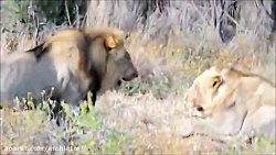 مبارزه سهمگین قدرتمندترین شکار...