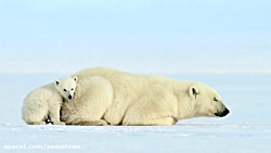 مستند  بچه خرس قطبی غافلگیر می...