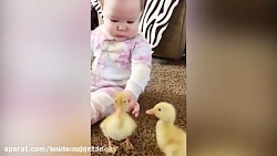 کلیپ خنده دار حیوانات